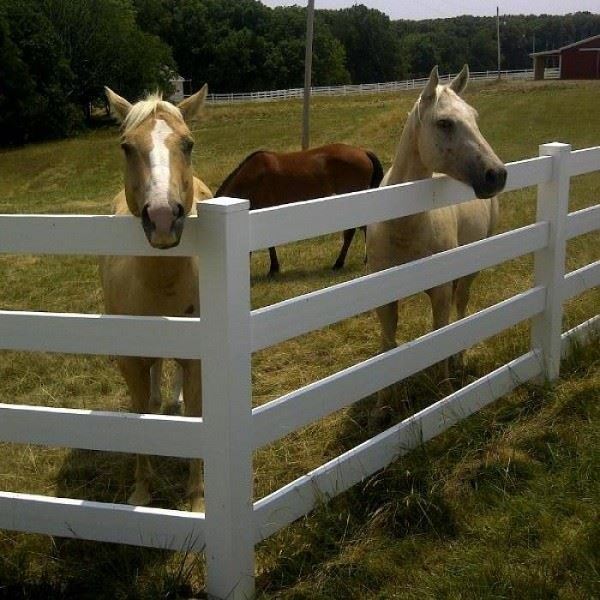 4 Rail White PVC Horse Fence